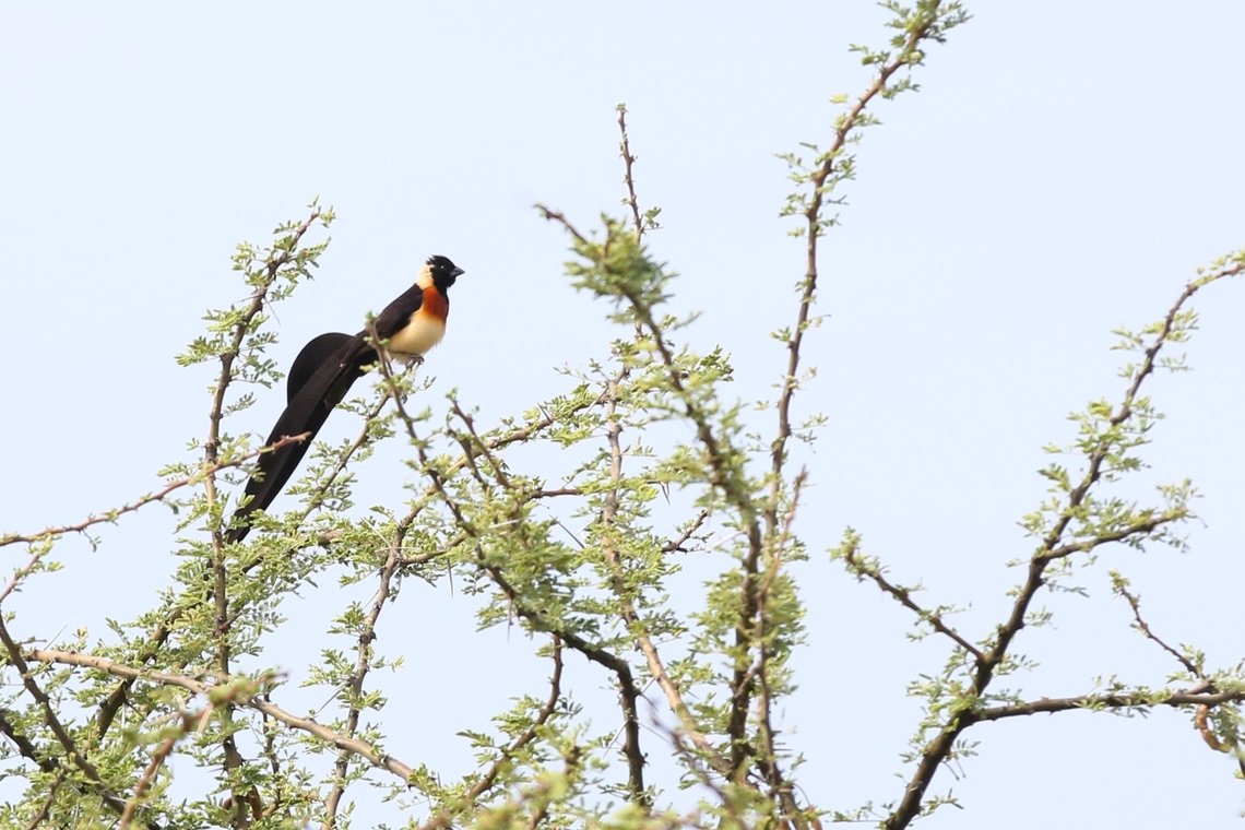 Eastern Paradise Whydah  Afar,Aledeghi Plains,Long-tailed paradise whydah,Rift Valley,Vidua paradisaea