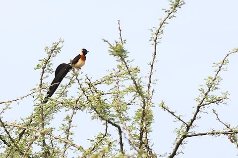 Eastern Paradise Whydah  Afar,Aledeghi Plains,Long-tailed paradise whydah,Rift Valley,Vidua paradisaea