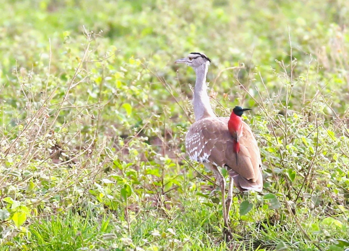 Arabian Bustard and Northern Carmine Bee-eater  Afar,Aledeghi Plains,Arabian bustard,Ardeotis arabs,Merops nubicus,Northern Carmine Bee-eater,Rift Valley