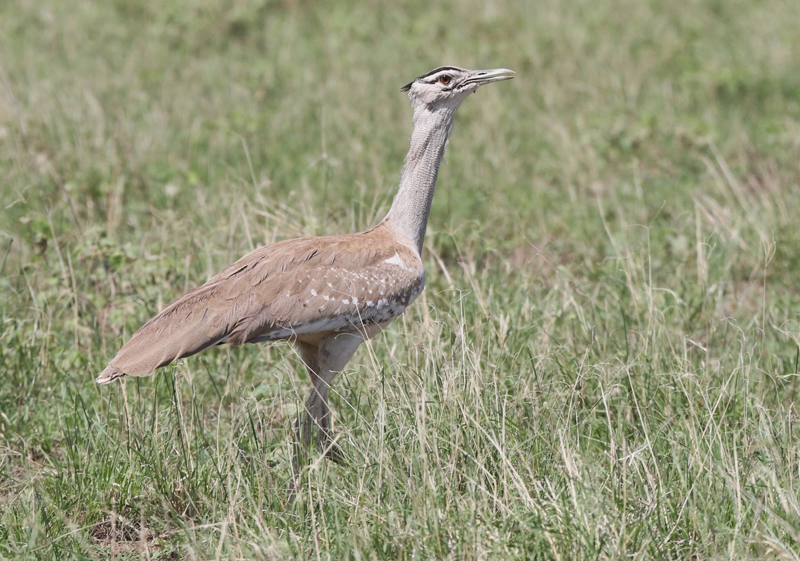 Arabian Bustard A very impressive Bustard on this wonderful grassland. Afar,Aledeghi Plains,Arabian bustard,Ardeotis arabs,Rift Valley