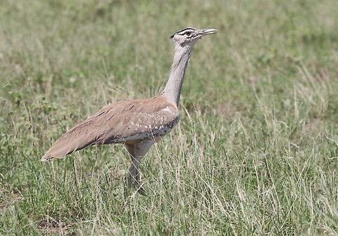 Arabian Bustard A very impressive Bustard on this wonderful grassland. Afar,Aledeghi Plains,Arabian bustard,Ardeotis arabs,Rift Valley