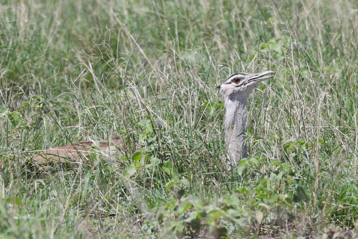 Arabian Bustard hunkered down  Afar,Aledeghi Plains,Arabian bustard,Ardeotis arabs,Rift Valley