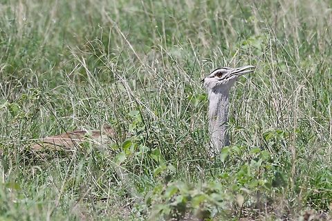 Arabian Bustard hunkered down  Afar,Aledeghi Plains,Arabian bustard,Ardeotis arabs,Rift Valley