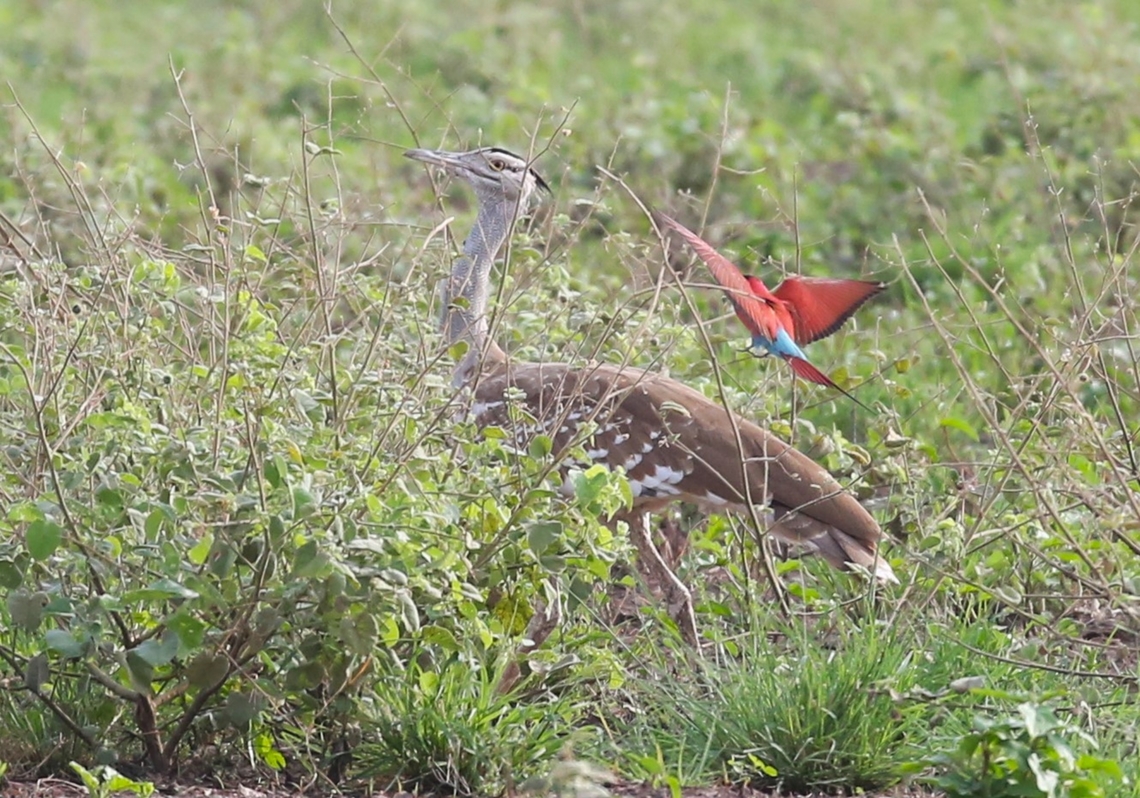 Arabian Bustard & Northern Carmine Bee-eater Coming in to land! Afar,Aledeghi Plains,Arabian bustard,Ardeotis arabs,Merops nubicus,Northern Carmine Bee-eater,Rift Valley