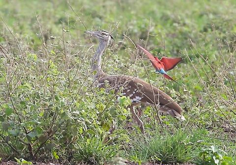 Arabian Bustard & Northern Carmine Bee-eater Coming in to land! Afar,Aledeghi Plains,Arabian bustard,Ardeotis arabs,Merops nubicus,Northern Carmine Bee-eater,Rift Valley
