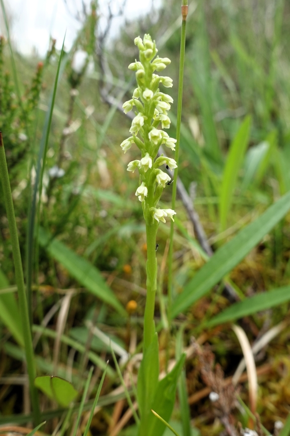 Small White Orchid In steep decline in the UK, slightly better population in Scotland, a 1st for me. Flowerdale Forest,Pseudorchis albida,Scotland,Small-white Orchid,Torridon,Wester Ross
