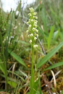 Small White Orchid In steep decline in the UK, slightly better population in Scotland, a 1st for me. Flowerdale Forest,Pseudorchis albida,Scotland,Small-white Orchid,Torridon,Wester Ross