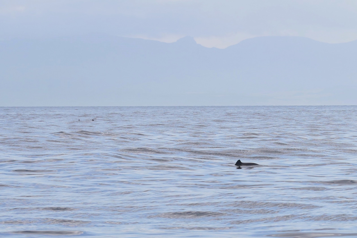 Harbour Porpoise One of 4 of these, the smallest cetacean, seen on a trip from Gairloch to the Shiant Islands.  Very fast up, down and away. Isle of Lewis in the background. Gairloch,Harbour porpoise,Phocoena phocoena,Scotland,Shiant Islands,The Minch