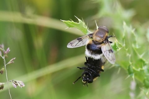 Bumblebee Mimic Hoverfly in mating pair A large and uncomfortable looking flight drew my eyes to these 2, who did land for the shot. Bumblebee Hoverfly,Bumblebee Mimic Hoverfly,Cumbria,Kings Meaburn,Volucella bombylans