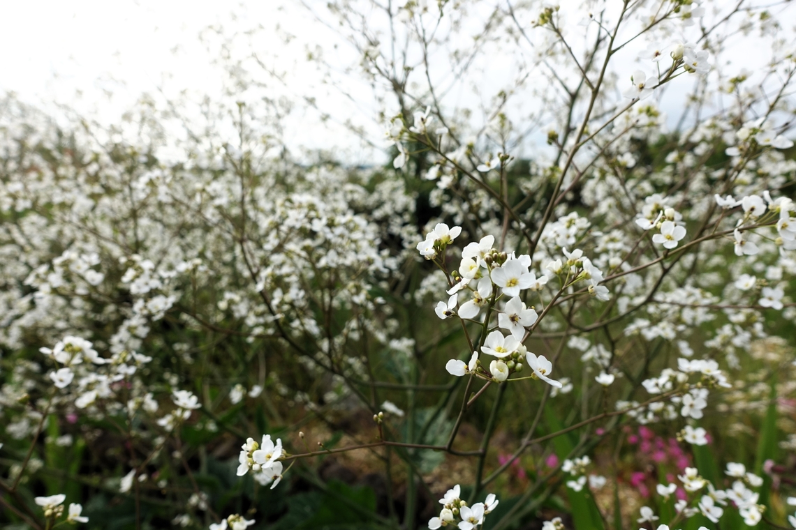 Crambe or Sea Kale A wonderful froth of blossom. Crambe maritima,Cumbria,Sea kale