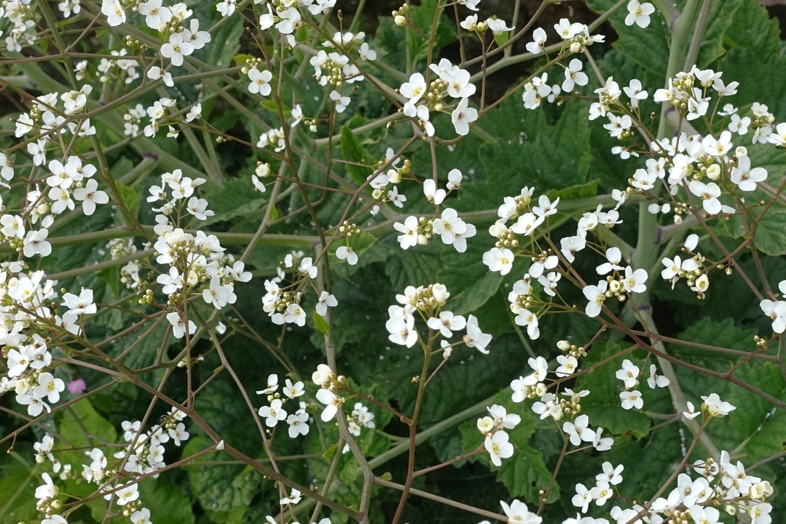 Sea Kale showing the leaves which were cultivated as a vegetable  Crambe maritima,Cumbria,Sea kale