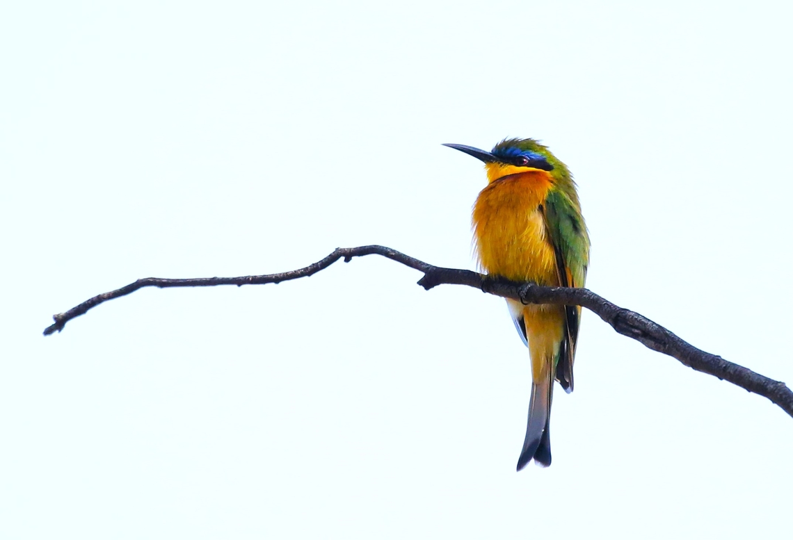 Ethiopian Bee-eater A glorious Bee-eater, 1st seen in this very small reserve, just over 25 km2.  We had the unplanned opportunity to visit here because of the closure of the Awash National Park. It was a lovely little park. Dera Delfekar Regional Park,Ethiopian bee-eater,Merops lafresnayii,Oromia,Rift Valley