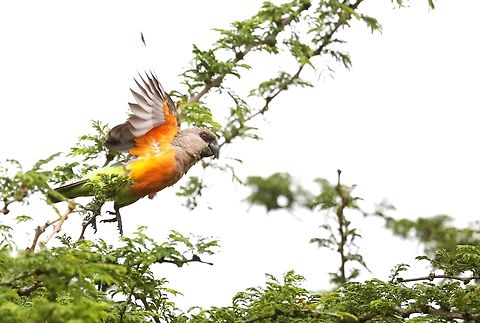 African Orange-bellied Parrot in flight The Red-bellied Parrot, a striking parrot, known locally as the African Orange-bellied Parrot, was seen here in the Sankele Swayne's Hartebeest Sanctuary.  We had seen these birds earlier on the trip, both to the north and the south towards the Kenyan border.  Here a male obligingly waited for us to approach before flying off. African Orange-bellied Parrot,Hawassa,Poicephalus rufiventris,Red-bellied parrot,Rift Valley,Sankele Swayne's Hartebeest Sanctuary