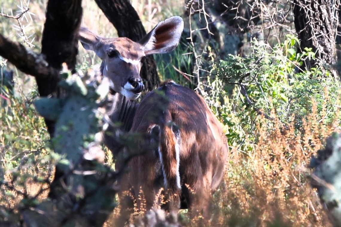 Greater Kudu Cow in woodland  Dera Delfekar Regional Park,Greater Kudu,Oromia,Rift Valley,Tragelaphus strepsiceros