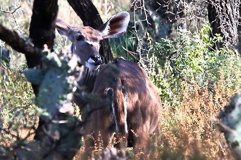 Greater Kudu Cow in woodland  Dera Delfekar Regional Park,Greater Kudu,Oromia,Rift Valley,Tragelaphus strepsiceros