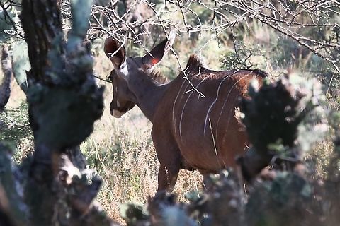 Greater Kudu Cow showing her dark coat  Dera Delfekar Regional Park,Greater Kudu,Oromia,Rift Valley,Tragelaphus strepsiceros