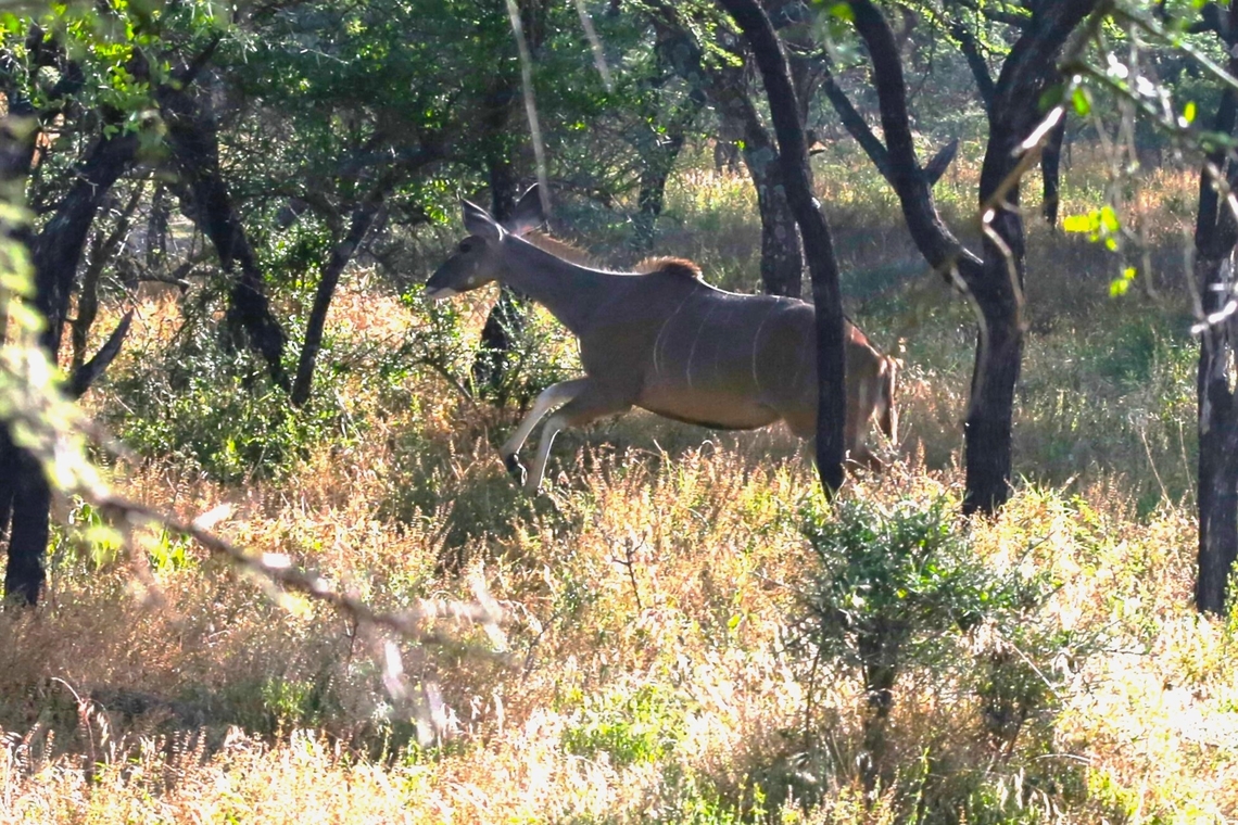 Greater Kudu Cow running in woodland Racing across this small area of woodland Dera Delfekar Regional Park,Greater Kudu,Oromia,Rift Valley,Tragelaphus strepsiceros