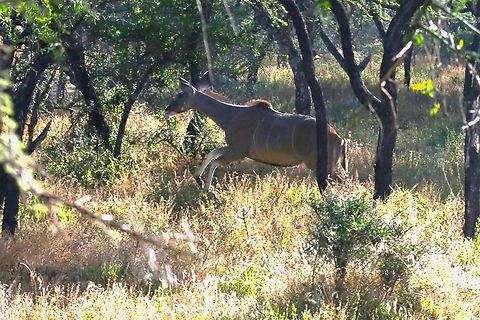 Greater Kudu Cow running in woodland Racing across this small area of woodland Dera Delfekar Regional Park,Greater Kudu,Oromia,Rift Valley,Tragelaphus strepsiceros