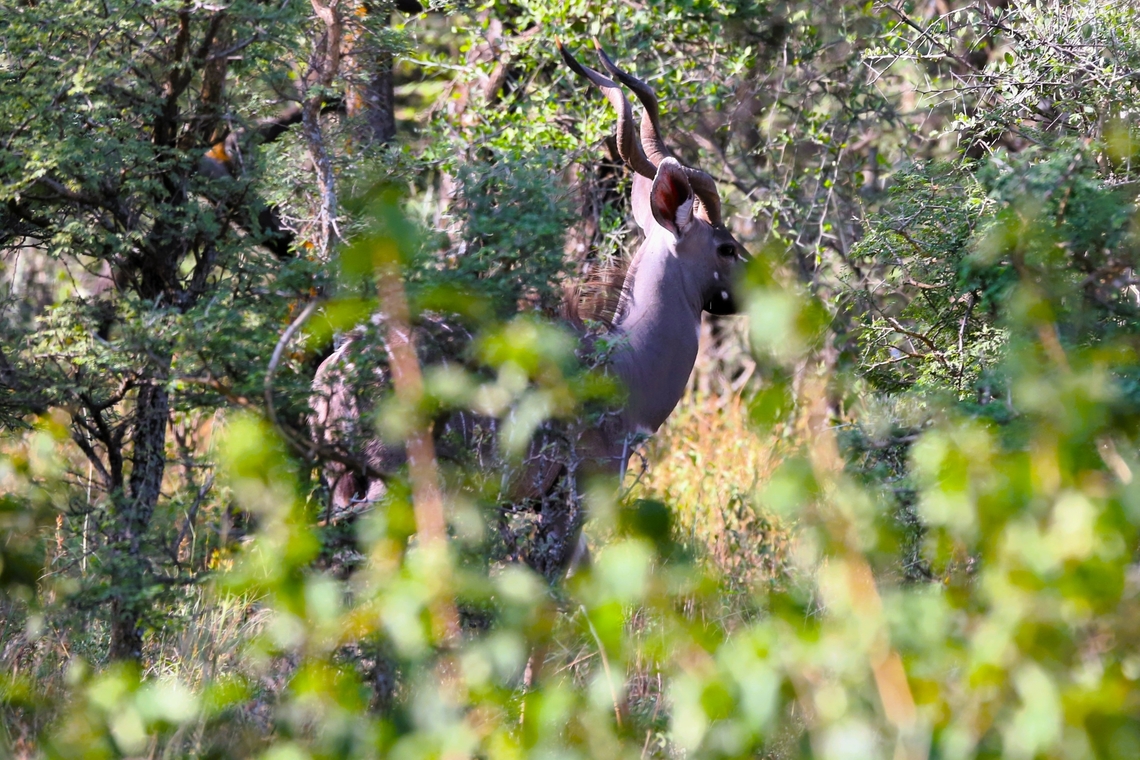 Bull Greater Kudu, Dera Delfekar Seen in woodland in this small regional park. Dera Delfekar Regional Park,Greater Kudu,Oromia,Rift Valley,Tragelaphus strepsiceros