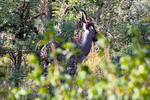 Bull Greater Kudu, Dera Delfekar Seen in woodland in this small regional park. Dera Delfekar Regional Park,Greater Kudu,Oromia,Rift Valley,Tragelaphus strepsiceros