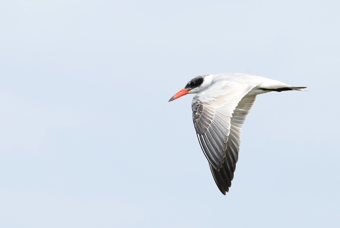 Caspian Tern in breeding plumage Surprised to see this bird so very far inland. Caspian tern,Hydroprogne caspia,Lake Ziway,Oromia,Rift Valley