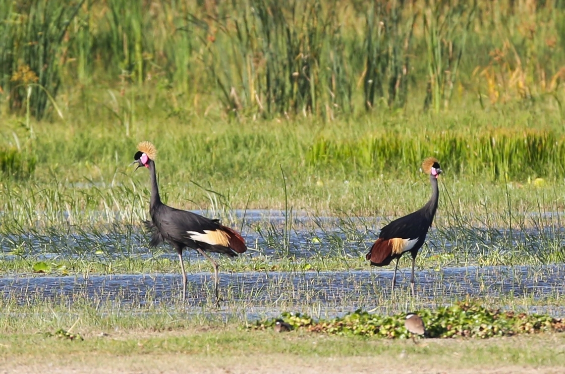 Black-crowned Cranes calling to reinforce the pair bond Felt very fortunate to see this pair Balearica pavonina,Black Crowned Crane,Lake Ziway,Oromia,Rift Valley