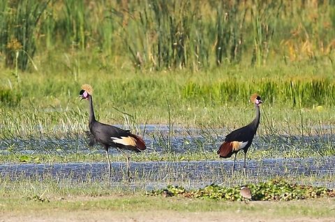 Black-crowned Cranes calling to reinforce the pair bond Felt very fortunate to see this pair Balearica pavonina,Black Crowned Crane,Lake Ziway,Oromia,Rift Valley