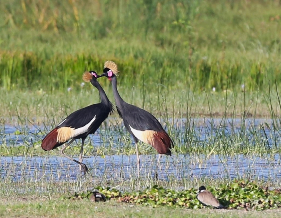 Black-crowned Cranes, Lake Ziway Here reinforcing the pair bond as they are monogamous Balearica pavonina,Black Crowned Crane,Lake Ziway,Oromia,Rift Valley