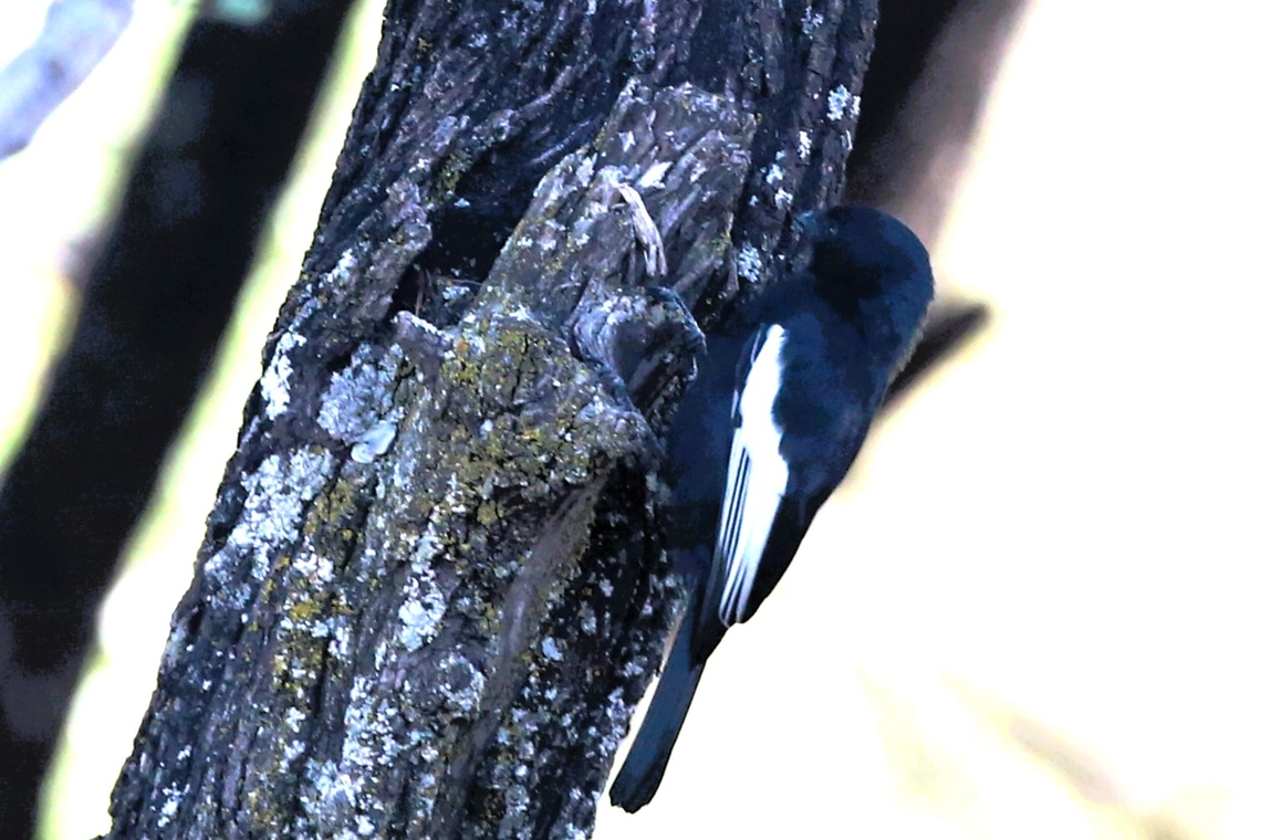 White-winged Black Tit This fairly elusive bird seen briefly at this delightful little reserve near Dera. Arsi Mountains,Dera Delfekar Regional Park,Melaniparus leucomelas,Oromia,Rift Valley,White-winged black tit