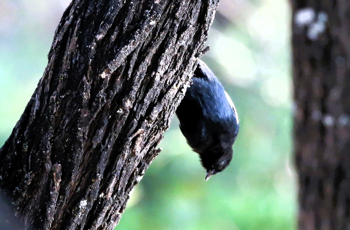 White-winged Black Tit  Arsi Mountains,Dera Delfekar Regional Park,Melaniparus leucomelas,Oromia,Rift Valley,White-winged black tit