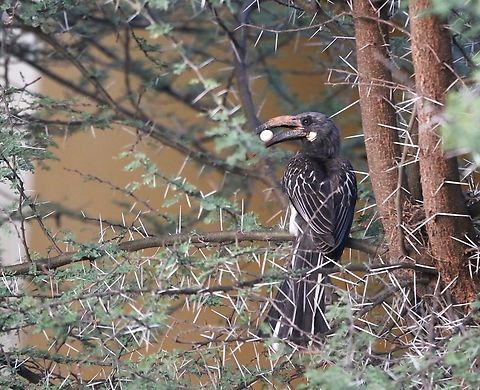 Hemprich's Hornbill predating dove egg Spotted this early morning at Sabana Lodge, just collecting breakfast from a dove's nest.  Apologies for the anthropomorphism. Hemprich's hornbill,Lake Langano,Lophoceros hemprichii,Oromia,Rift Valley,Sabana Lodge
