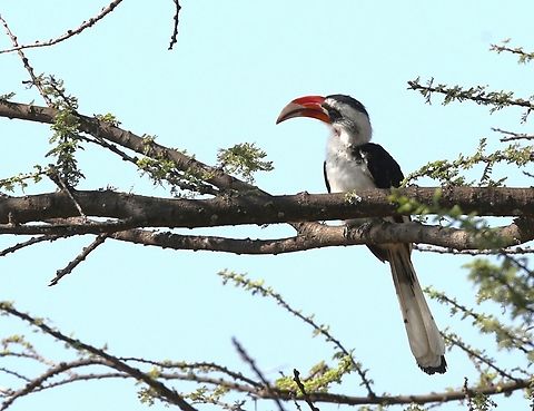 Von Der Decken's Hornbill Male  Abijatta-Shalla National Park,Oromia,Rift Valley,Tockus deckeni,Von Der Decken's Hornbill