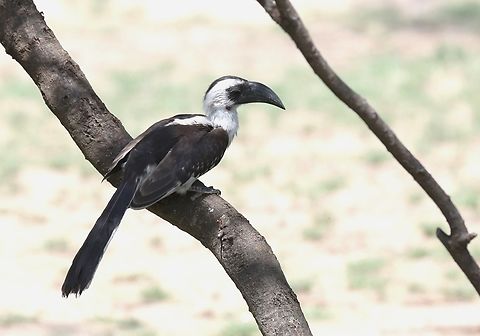 Von_Der_Deckens_Hornbill_female  Tockus deckeni,Von Der Decken's Hornbill