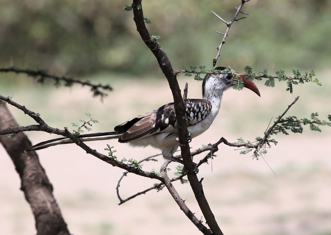 Northern Red-billed Hornbill, male Wonderful area for Hornbills Abijatta-Shalla National Park,Northern red-billed hornbill,Oromia,Rift Valley,Tockus erythrorhynchus