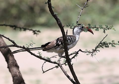Northern Red-billed Hornbill, male Wonderful area for Hornbills Abijatta-Shalla National Park,Northern red-billed hornbill,Oromia,Rift Valley,Tockus erythrorhynchus
