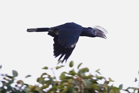 Silvery-cheeked Hornbill flying to roost just after sunset  Bycanistes brevis,Harra Lodge,Lake Langano,Oromia,Rift Valley,Silvery-cheeked Hornbill
