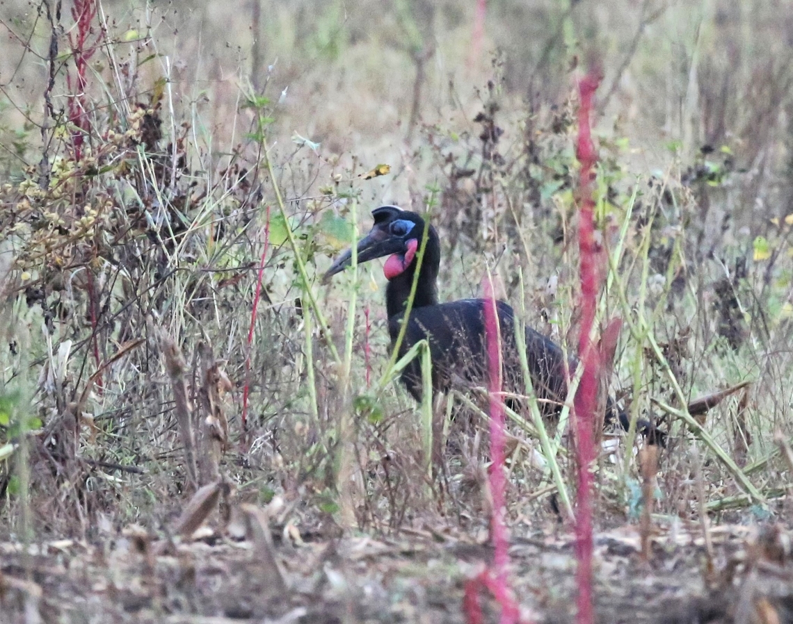 Abyssinian Ground-hornbill stonking around in the dusk murk Well after sunset watched a pair of these birds clumping around trying to stir up food.  This, the male. One of 5 closely related species that we saw in this small area over 2 days. Abyssinian Ground Hornbill,Bucorvus abyssinicus,Harra Lodge,Lake Langano,Oromia,Rift Valley