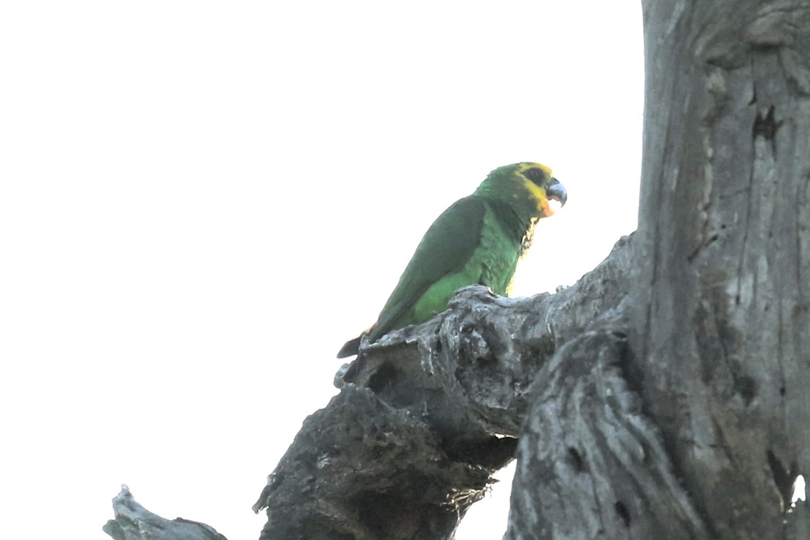 Yellow-fronted Parrot Although we'd heard a Yellow-fronted Parrot calling the day before, this was the only one that we saw.  It was just after sunrise and it flew across the lakeside, calling and settled in this dead tree.  A good choice for us to see it but it was back-lit by very strong sunlight at this early hour. It stayed calling for 5 minutes but the additional bonus for us was that we were able to see the orange colour of its lower bill with sun behind.  There is still a small area of mature woodland close-by which includes large fig trees and Podocarpus. Harra Lodge,Lake Langano,Oromia,Poicephalus flavifrons,Rift Valley,Yellow-fronted Parrot