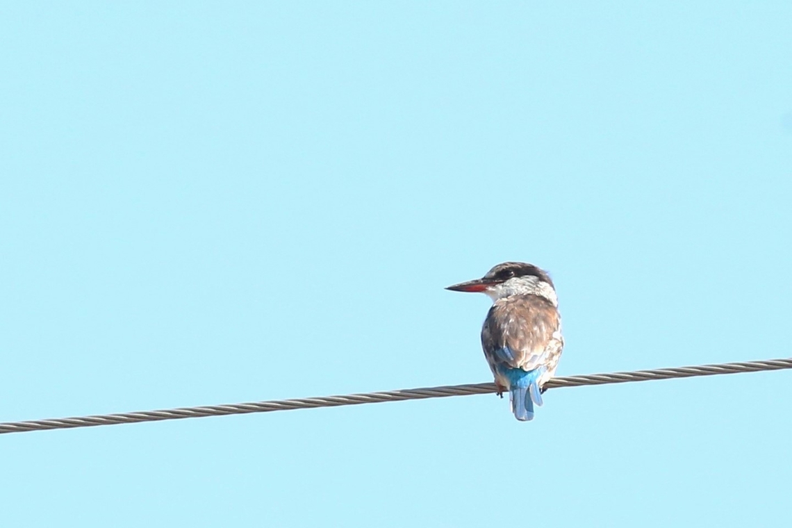 Striped Kingfisher  Halcyon chelicuti,Lake Langano,Oromia,Rift Valley,Striped kingfisher