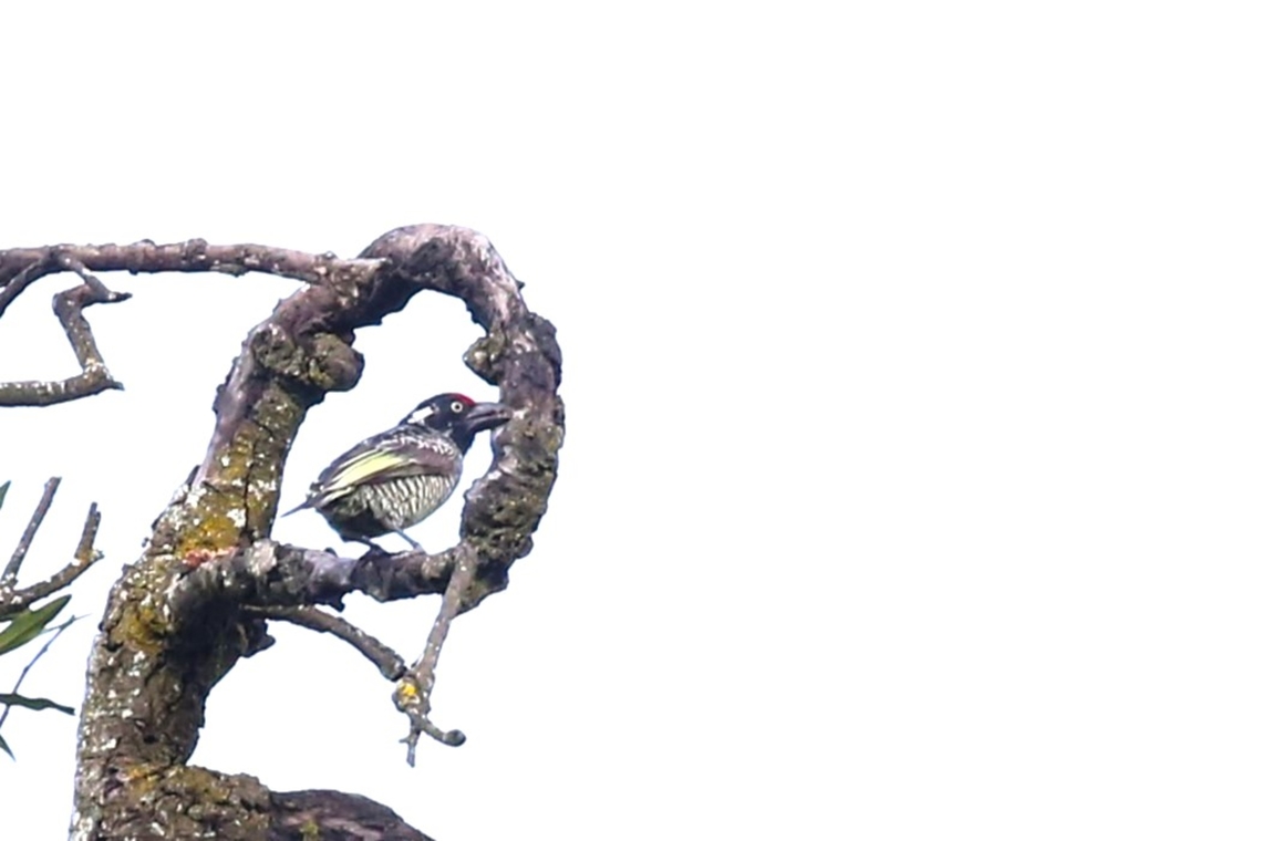 Banded Barbet One by one they disappeared and then there was one! Banded barbet,Harra Lodge,Lake Langano,Lybius undatus,Oromia,Rift Valley