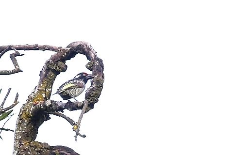 Banded Barbet One by one they disappeared and then there was one! Banded barbet,Harra Lodge,Lake Langano,Lybius undatus,Oromia,Rift Valley