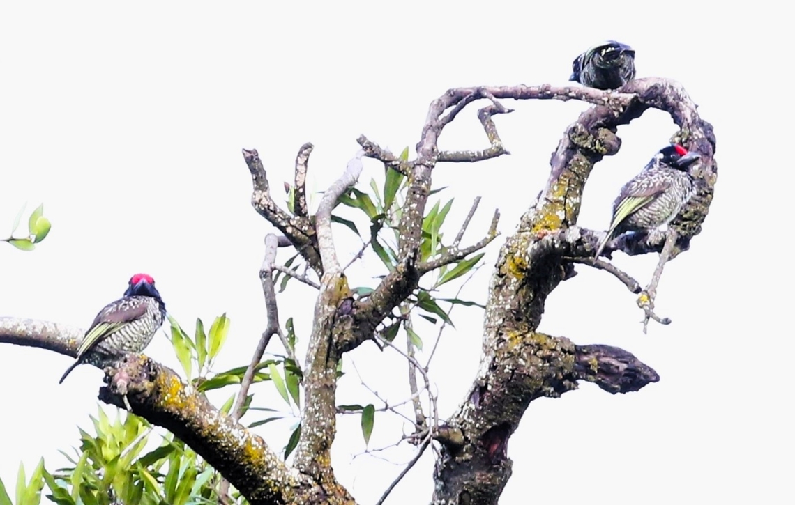 3 Banded Barbets These 3 Banded Barbets were in a tree with an Ethiopian Bee-eater.  A fabulous lodge on the southern end of the lake close-by a small mature piece of woodland. Banded Barbet,Harra Lodge,Lake Langano,Lybius undatus,Oromia,Rift Valley