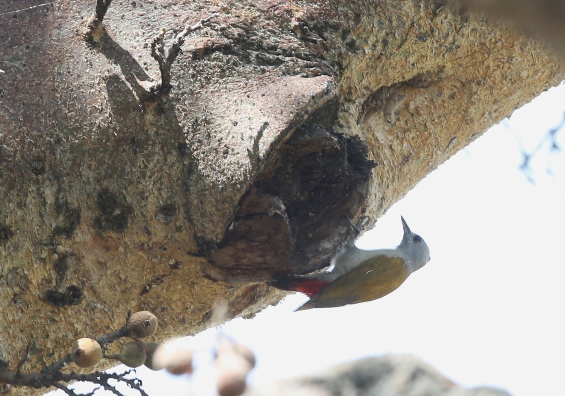Mountain Grey Woodpecker - female This female on a wonderful fruiting fig tree that appeared to be feeding the feathered world, unfortunately she didn&#039;t stay long and wouldn&#039;t come out of the shade. Dendropicos spodocephalus,Harra Lodge,Lake Langano,Mountain Grey woodpecker,Oromia,Rift Valley