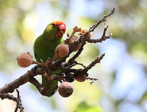 Male Black-winged Lovebird eating figs This very large fig tree stands just outside the dining area and beside the lake at Harra Lodge. Agapornis taranta,Black-winged lovebird,Harra Lodge,Lake Langano,Oromia,Rift Valley