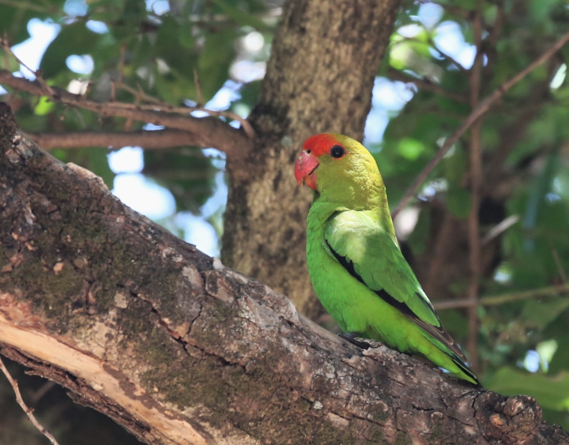 Black-winged or Abyssinian Lovebird - Male A striking lovebird, the largest, we saw these birds although not in profusion on 3 occasions in Ethiopia. Abyssinian Lovebird,Agapornis taranta,Black-winged lovebird,Harra Lodge,Lake Langano,Oromia,Rift Valley