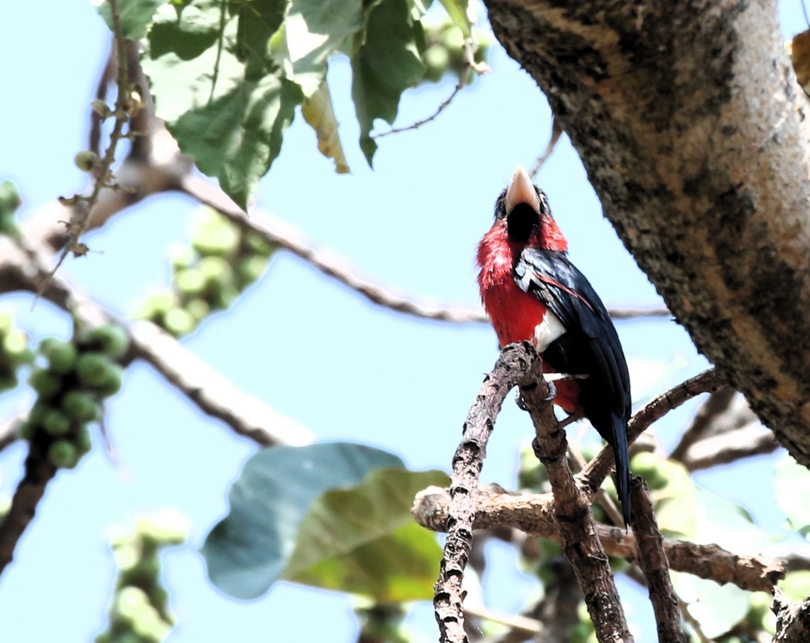 Double-toothed Barbet In the magic fig tree by the dining area, this on in sunlight Double-toothed Barbet,Harra Lodge,Lake Langano,Oromia,Pogonornis bidentatus,Rift Valley