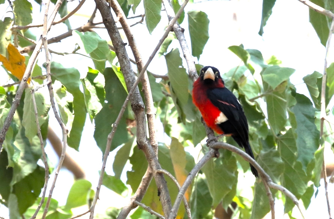 Double-toothed Barbet This one in shade. Double-toothed barbet,Harra Lodge,Lake Langano,Oromia,Pogonornis bidentatus,Rift Valley