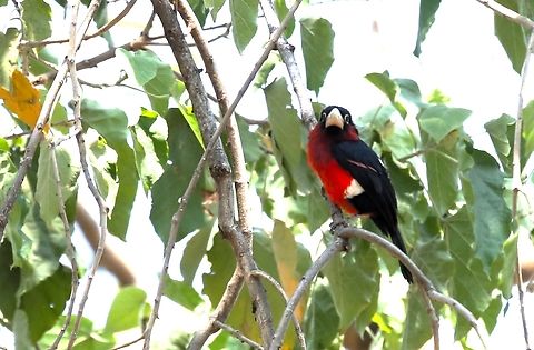 Double-toothed Barbet This one in shade. Double-toothed barbet,Harra Lodge,Lake Langano,Oromia,Pogonornis bidentatus,Rift Valley