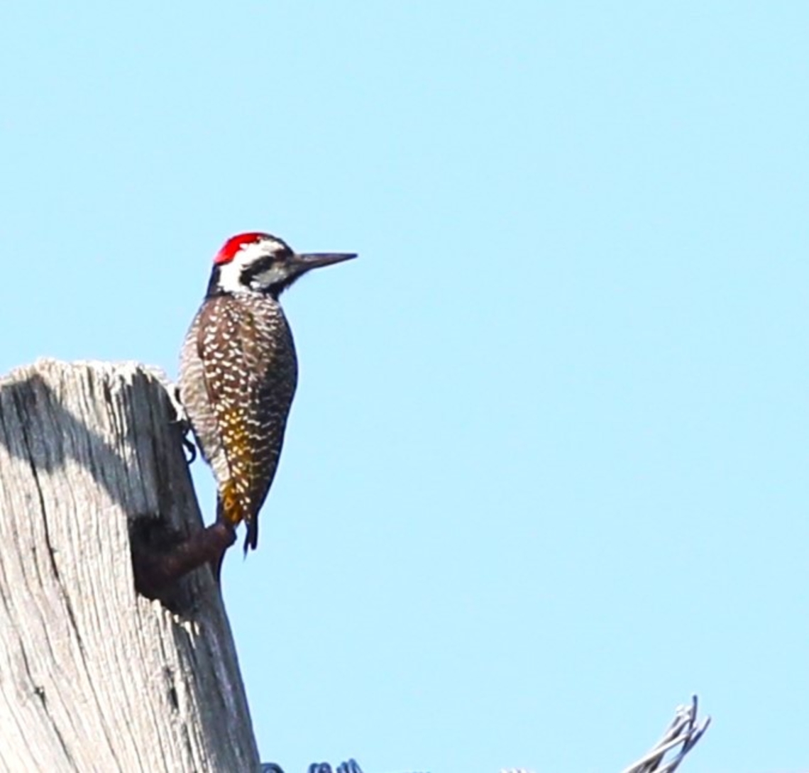 Bearded Woodpecker  Bearded woodpecker,Chloropicus namaquus,Harra Lodge,Lake Langano,Oromia,Rift Valley