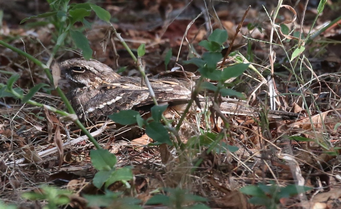 Slender-tailed Nightjar Found at a lodge abandoned on the shores of Lake Langano following Covid and the consequent drop in visitors and tourists. Caprimulgus clarus,Lake Langano,Oromia,Rift Valley,Slender-tailed nightjar